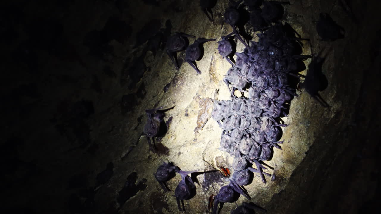 Colony of bats on roof of cave move restlessly as torch light disturbs them
