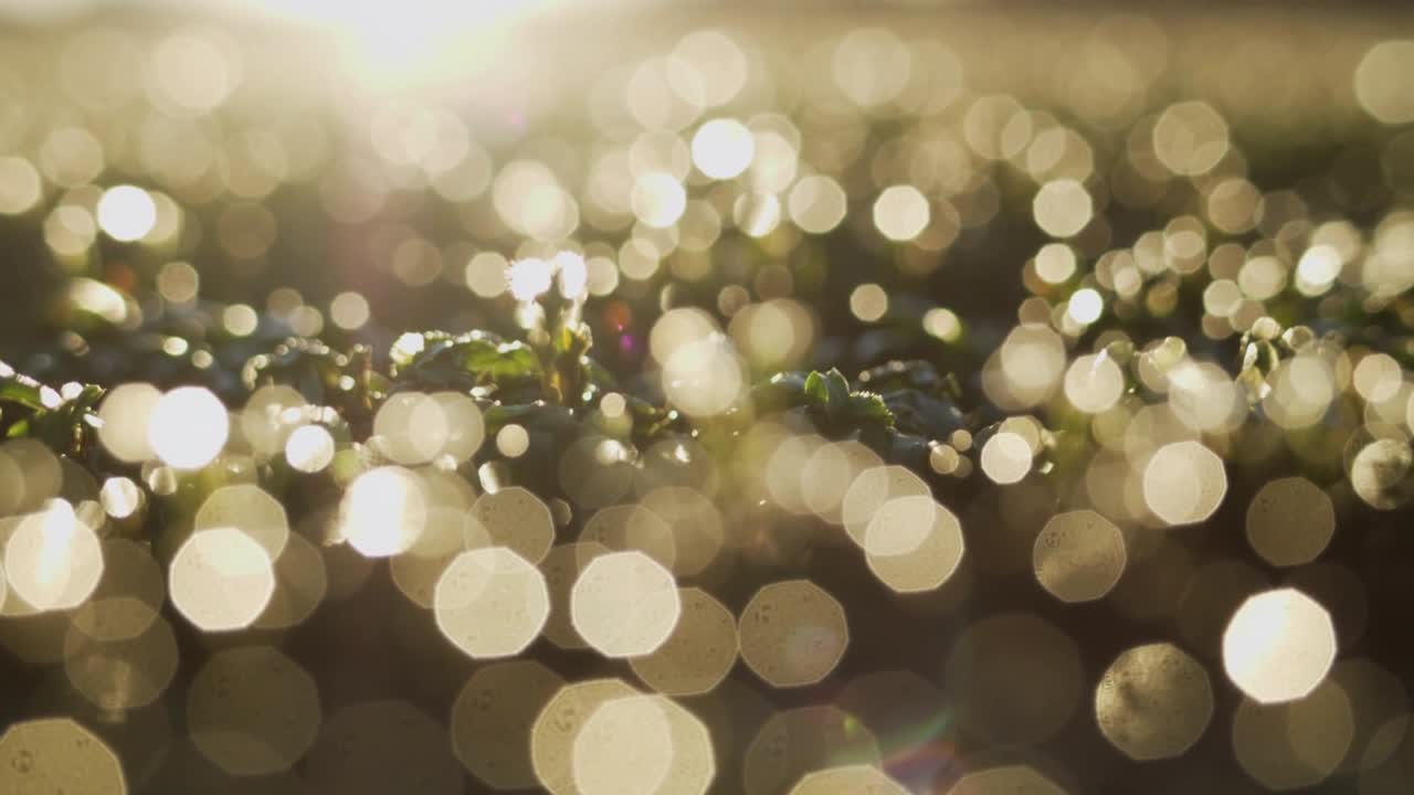 Sunlight increasing backlight, small green seedlings glinting amid bokeh and revealing dew on soil