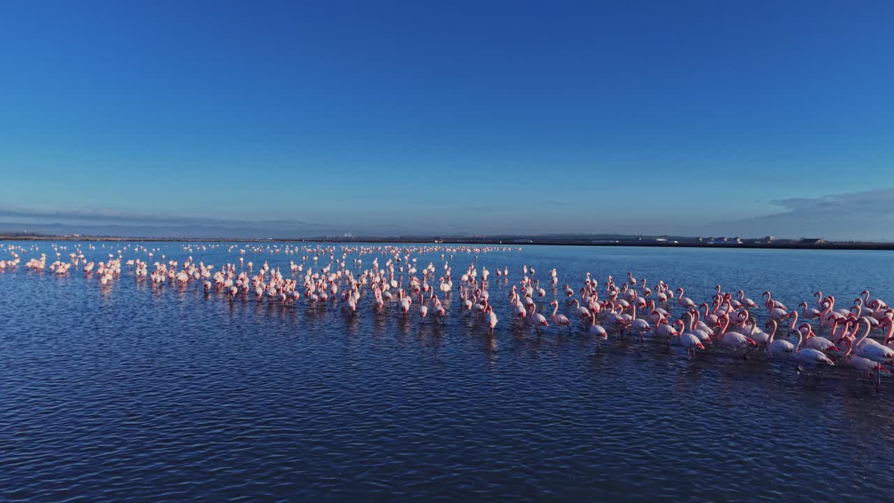Flamingos standing in a large group in the water during daylight