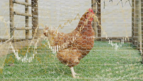 flat design stock market candlestick charts overlaying coop while brown-red hen pecking grass