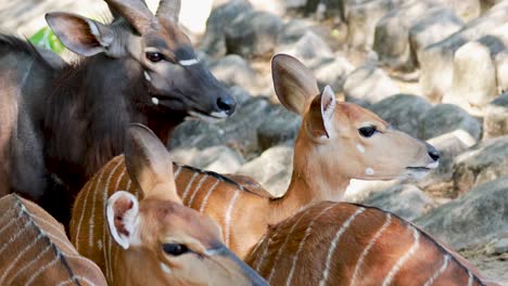 nyala antelopes gathered in natural surroundings