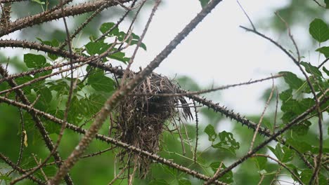 A-nest-hanging-on-thorny-branches-while-its-beak-can-be-seen-from-the-entrance,-Black-and-yellow-Broadbill-Eurylaimus-ochromalus,-Kaeng-Krachan-National-Park,-Thailand