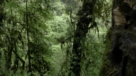 Dense-Jungle-Vegetation-in-the-Annapurna-Himalaya,-Nepal,-Pan-Across