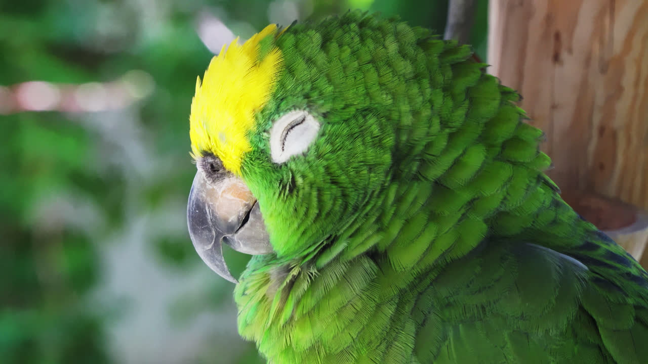 상단에 노란색 패치가 있는 초록색 머리를 가진 노란색 왕관 아마존  ⁇ 무새의 클로즈업