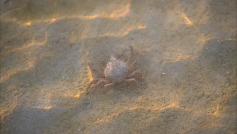 cute longnose spider crab walking on the sand in the shallow waters of a lagoon in cancun mexico