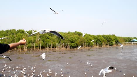 4k of man feeding the seagulls at bang pu samut prakan , thailand