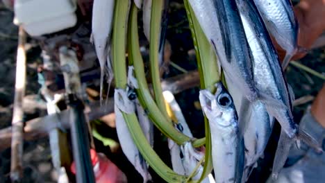 Fishermen's-daily-catch-of-flying-fish,-straight-from-the-ocean-and-off-the-boat,-ready-for-the-local-market-in-Timor-Leste,-Southeast-Asia