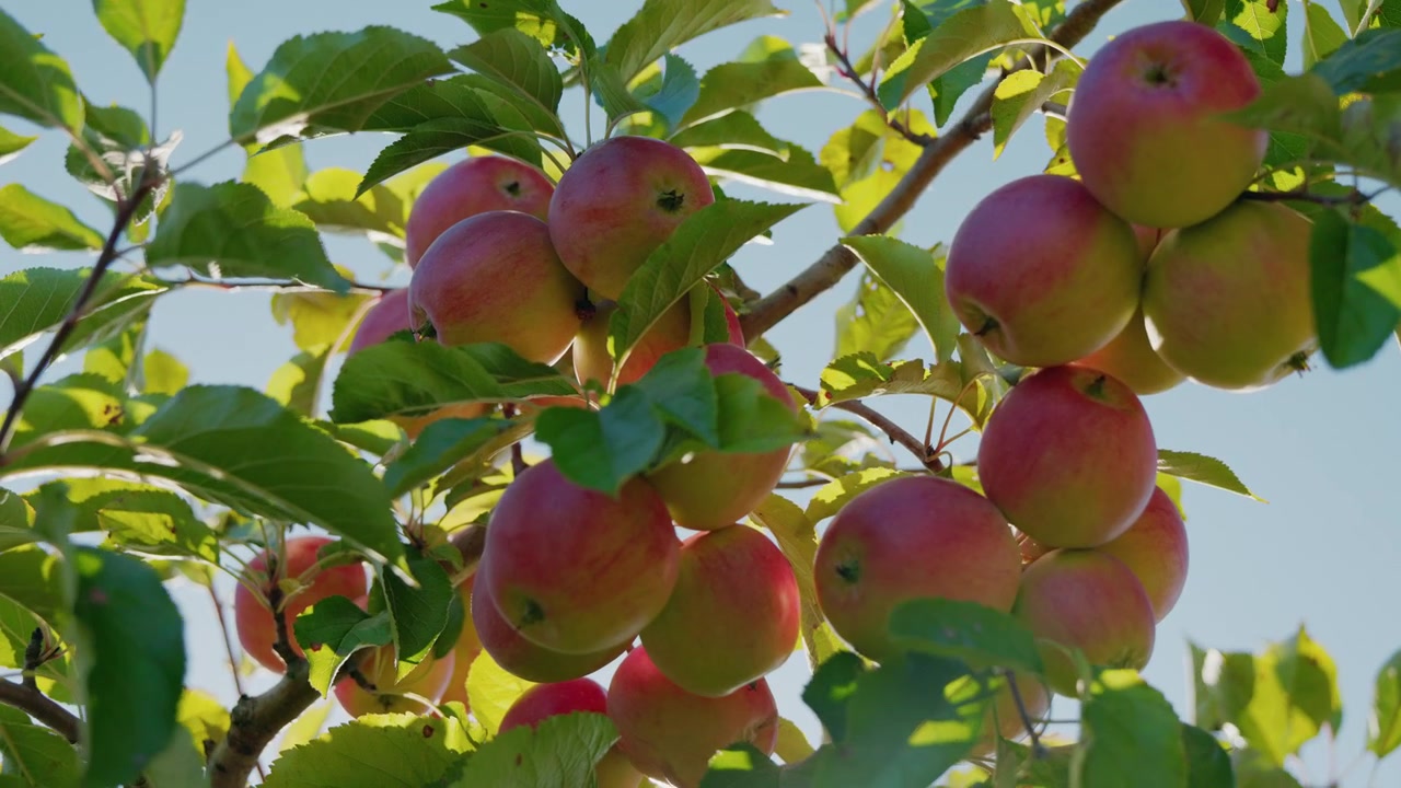 Mele rosse e gialle illuminate dal sole appese ai rami degli alberi