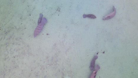 vista aérea de cerca de crías de manatí nadando con las madres en aguas naturales de manantial de color azul claro