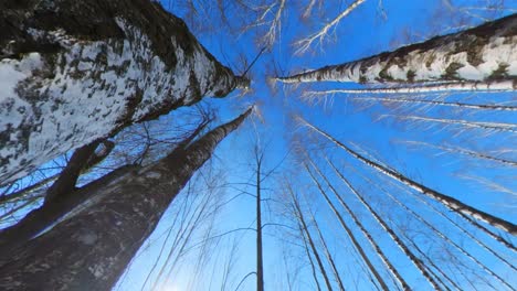 Camera-Movement-Through-A-Narrow-Gap-Between-Birch-Trees-Leafless-On-A-Sunny-Day