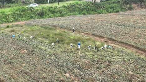 Trabajadores-Agrícolas-Quitando-Malezas-De-Una-Granja-De-Piñas-En-Maui