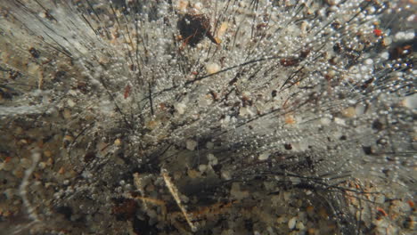 underwater plant with white moldy fibers and gas bubbles