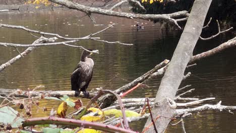 Gran-Cormorán-Posado-En-La-Rama-De-Un-árbol-Del-Lago-Esparciendo-Sus-Alas-Secando