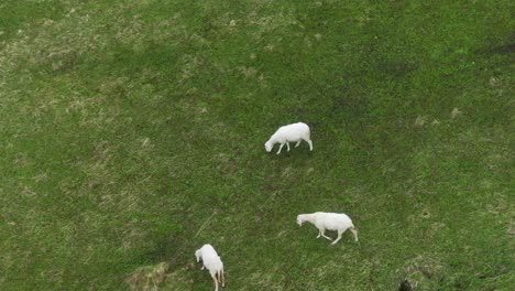 goats grazing in green valley