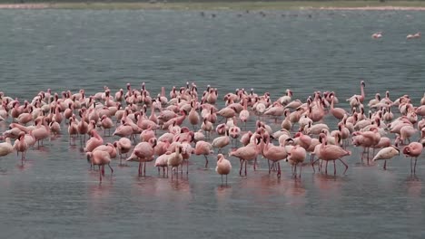 flamingo at lake nakuru in kenya.