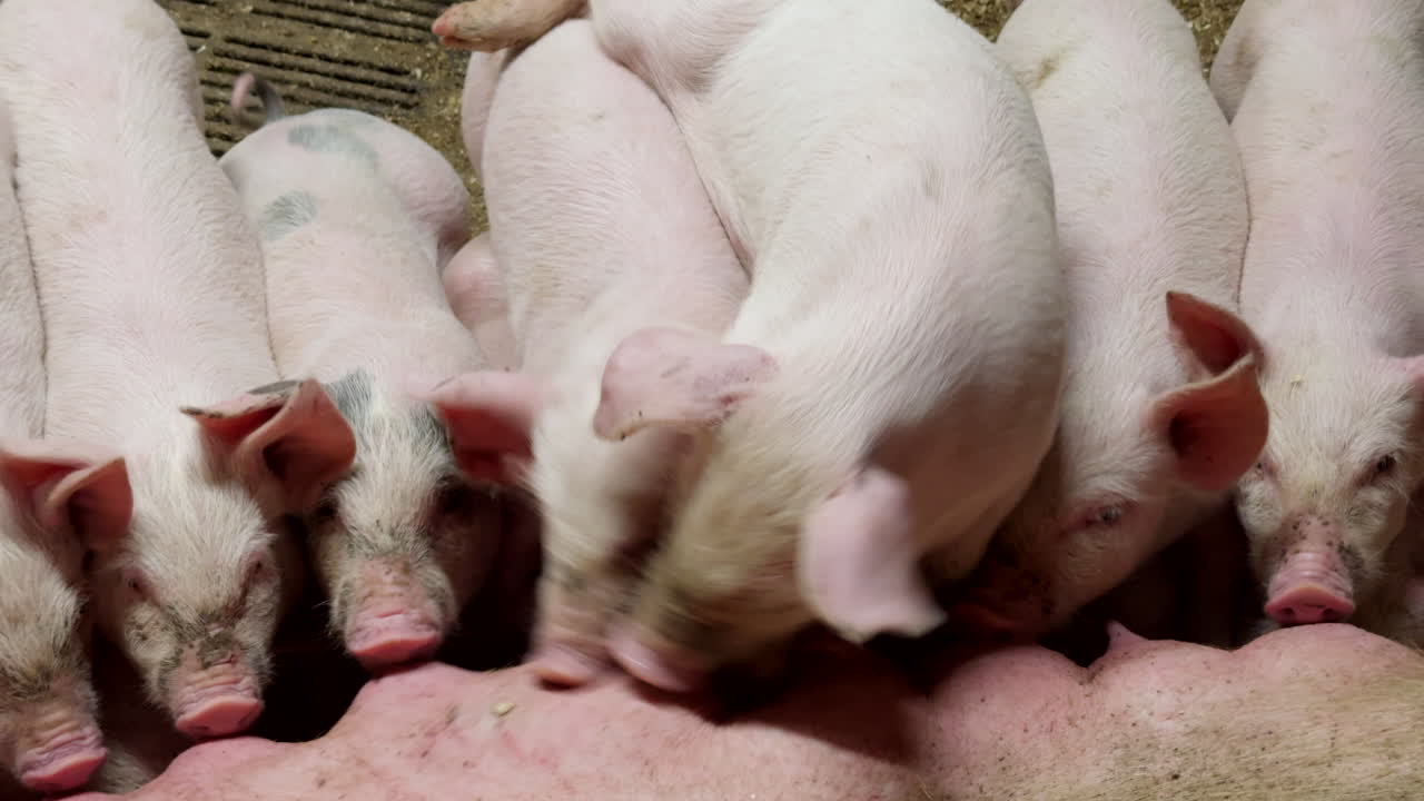 Pink piglets suckling on mother sow's teats as she lies down, telephoto