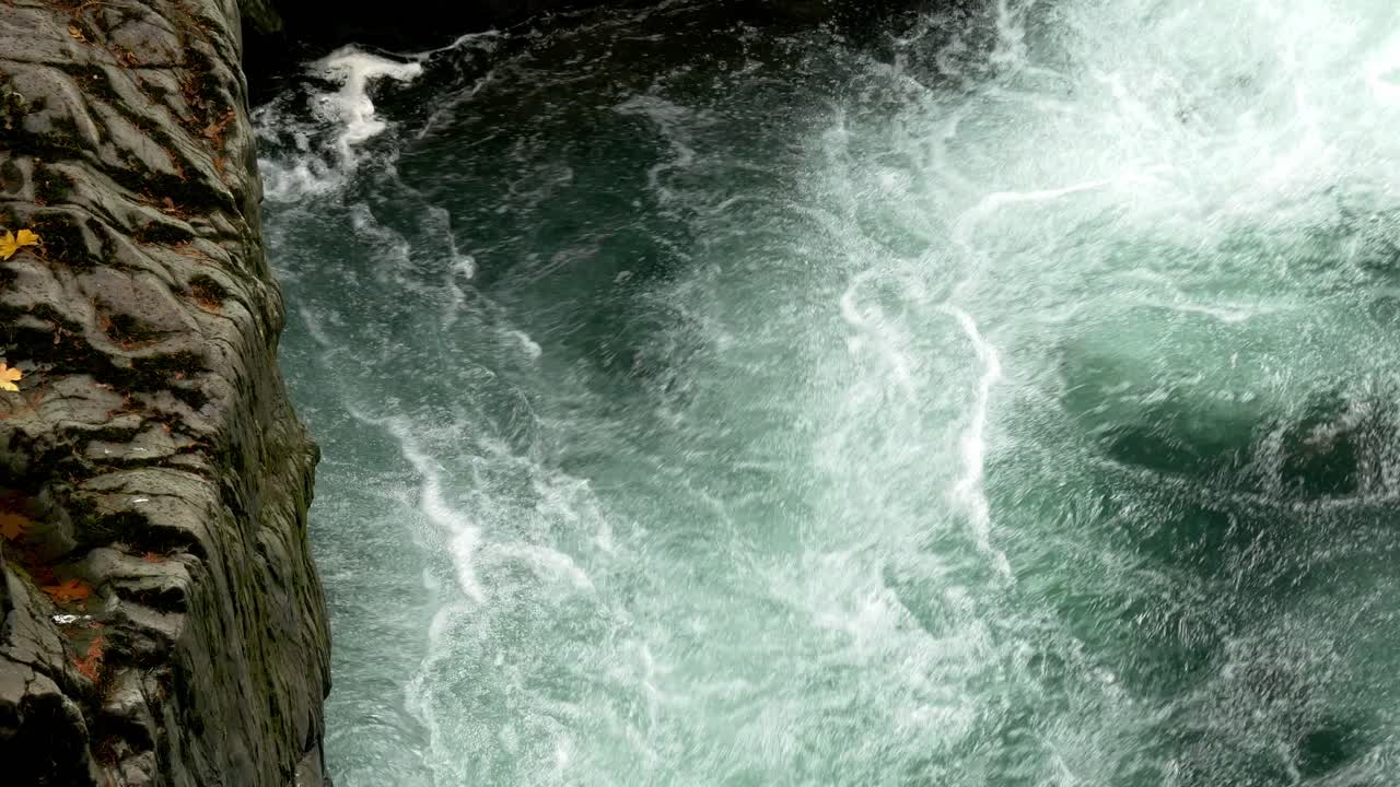 Pacific salmon trying to climb up a waterfall against a strong current