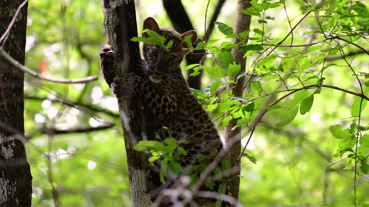 Çinhindi Leoparı savunmasız bir türdür ve Tayland'ın büyük kedilerinden biridir