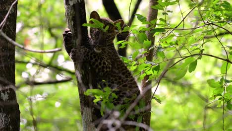 the indochinese leopard is a vulnerable species and one of the big cats of thailand