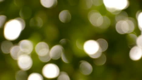 la luz del sol se ve a través de las hojas y las ramas.
