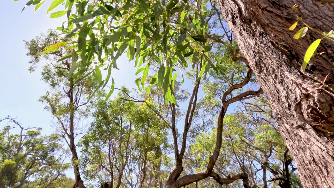 Sunlight filtering through eucalyptus trees in Coonabarabran