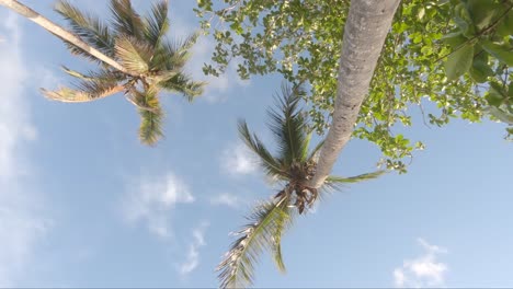 vista desde abajo en la parte superior de la palmera con el cielo, nadie