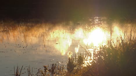 mist rising from wetlands at dawn, spain