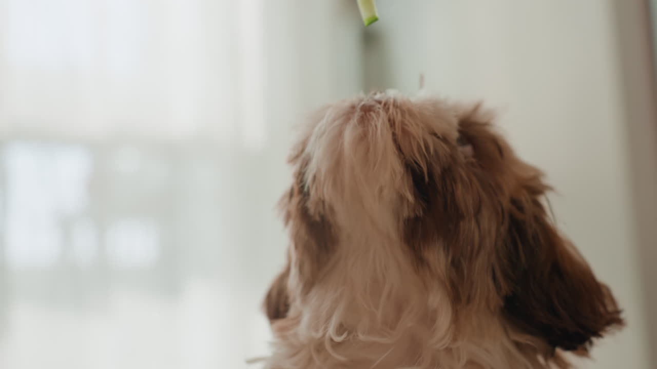 Dog Looks Up, Small Dog Fixes Eyes On Human Hand Outside Window, Canine Intently Observes Hand Of Person Through Glass Pane, Dog Stares Upward As Its Owner Moves Their Hand Past Windowpane