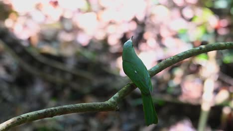 beautiful-back-side-revealed,-looks-around-then-flies-away,-Blue-bearded-Bee-eater-Nyctyornis-athertoni,-Thailand