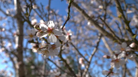Blooming-almond-tree-on-a-sunny-day
