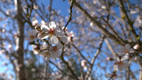 blooming almond tree on a sunny day