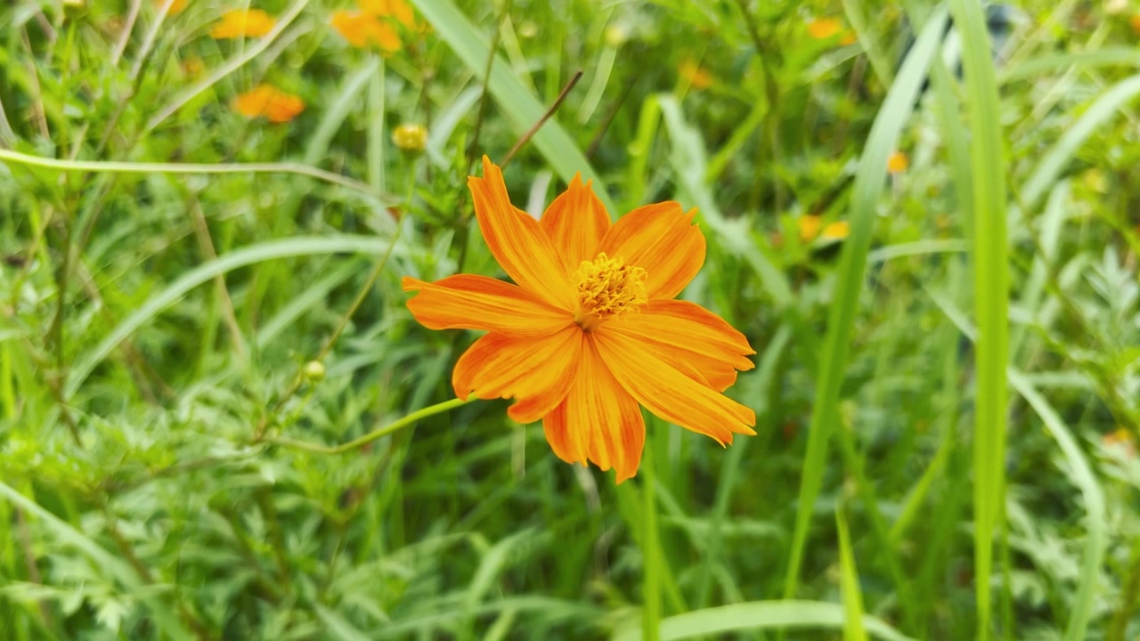 Fiore di Cosmos arancione vibrante che sboccia in un prato verde lussureggiante