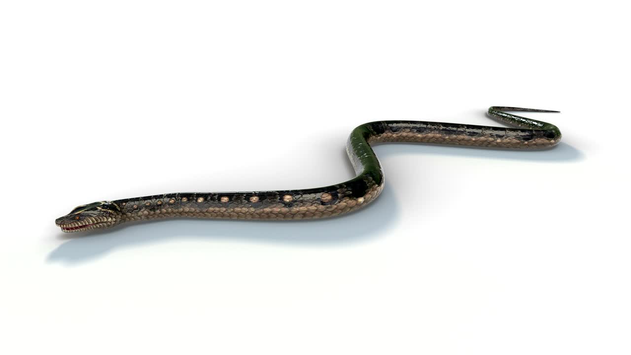 The realistic snake animation moving loop on the white floor with 3d rendering.