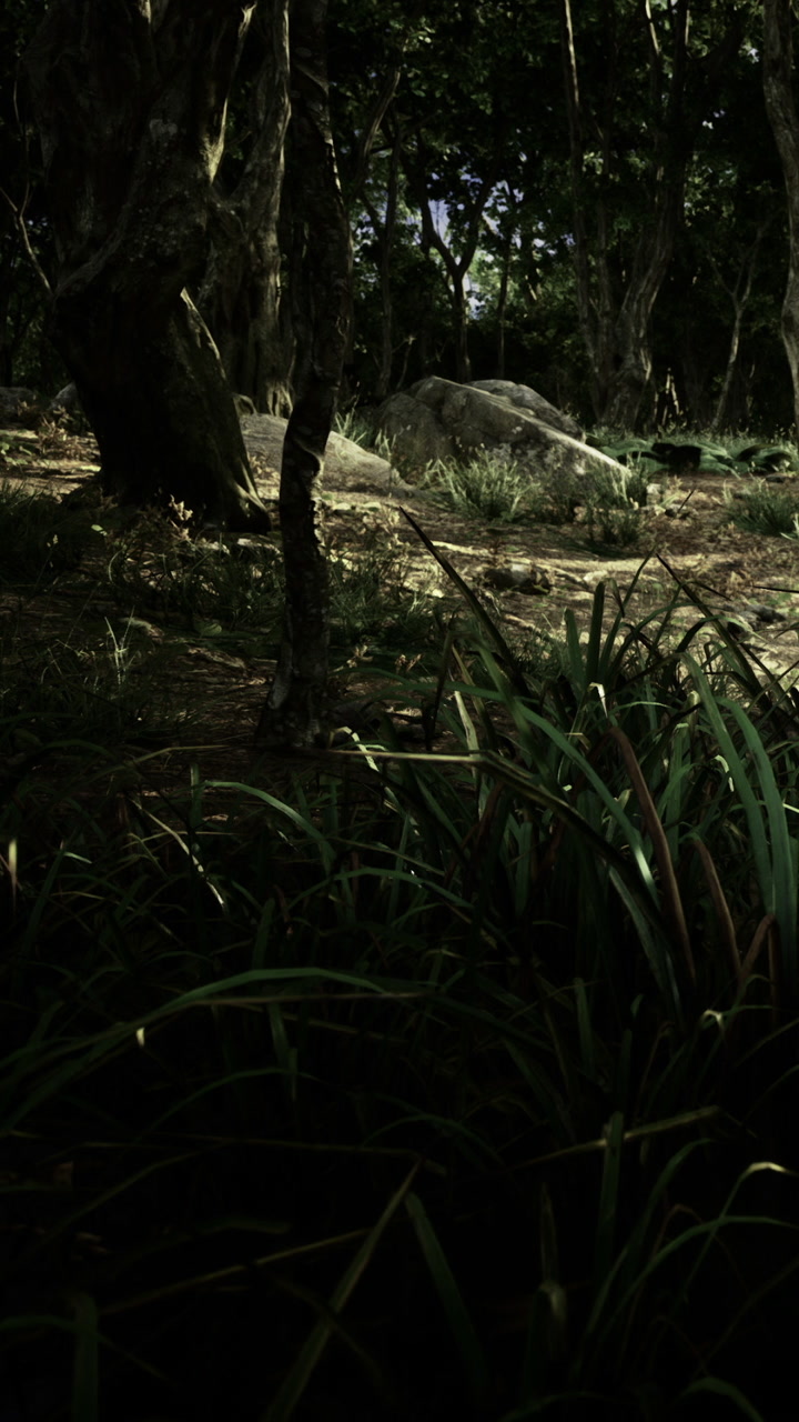 Enchanted forest trail under the soft glow of the afternoon sun