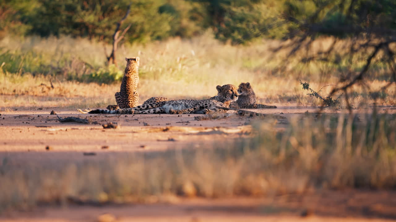Cheetahs resting in the African savanna