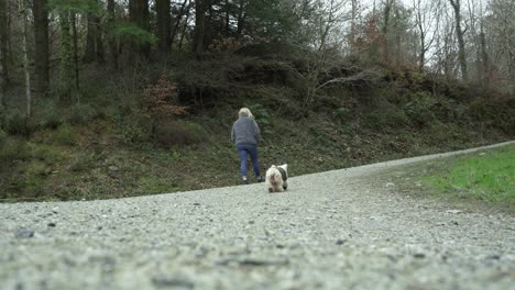 A-Cute-White-Terrier-Dog-And-Its-Owner-Walking-Through-The-Woods-At-Early-Morning---Wide-Shot