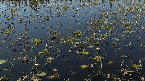 panorámica sobre el lago con nenúfares hasta el bosque y las montañas