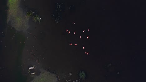 Aerial-bird'seye-view-of-flamingo-flock-in-open-water-of-mangrove-mudflats