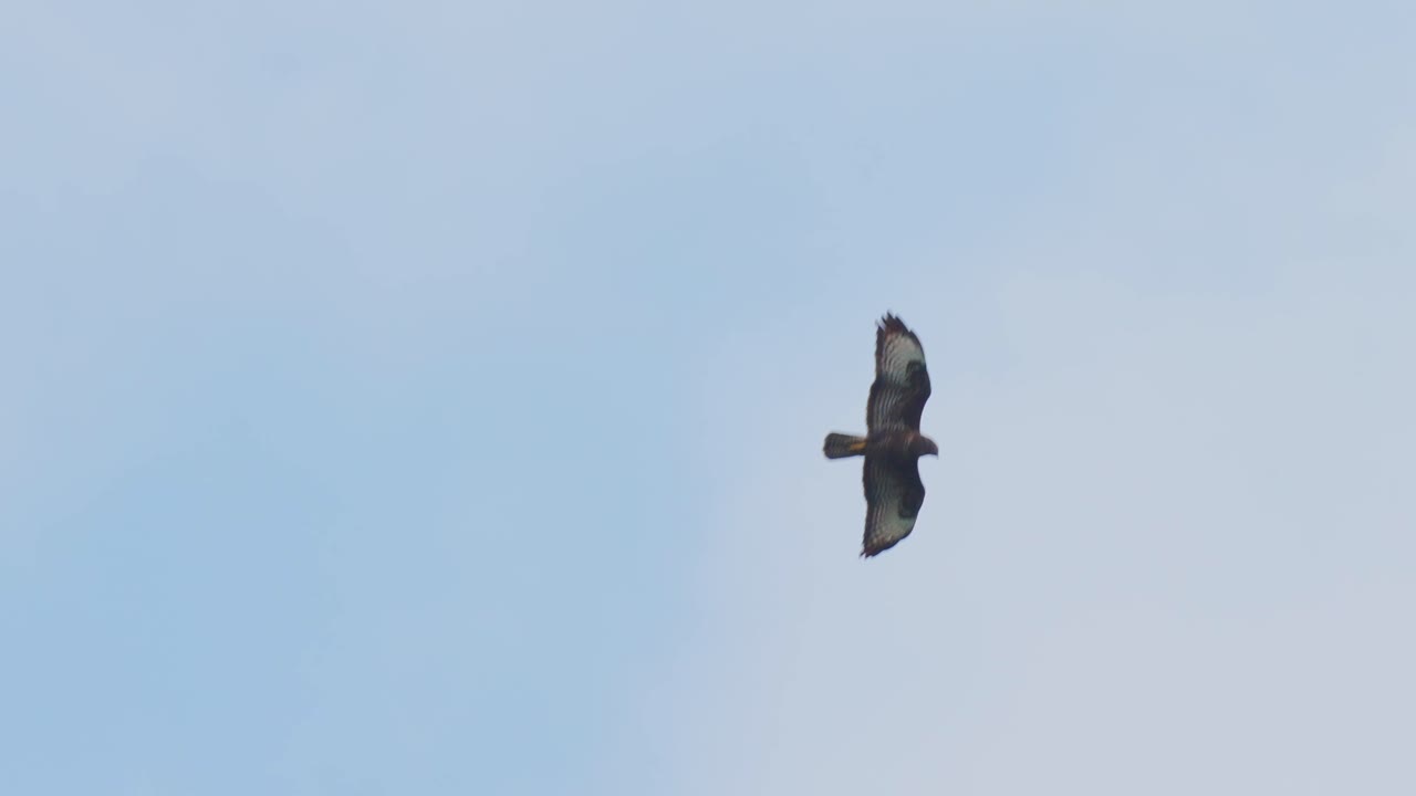 águila marrón volando por el aire