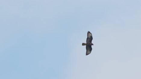 Brown-Eagle-Soaring-Through-The-Air