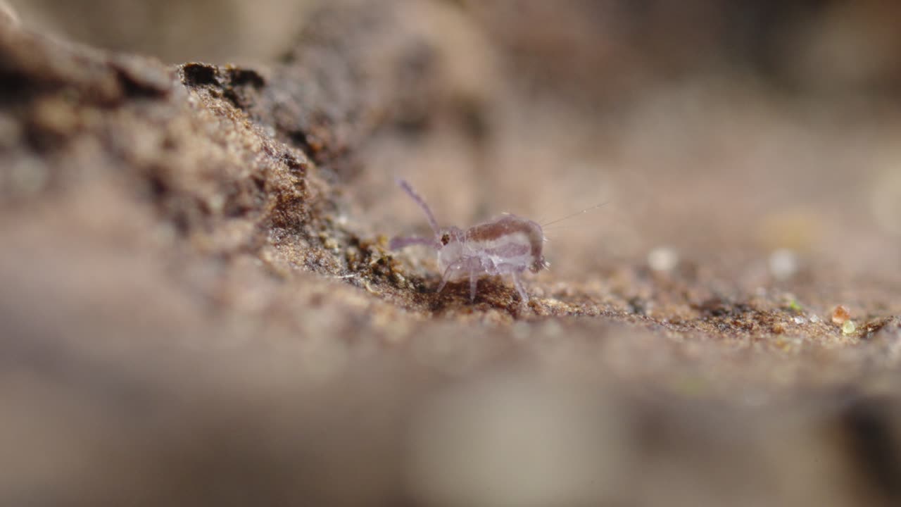 Collembolo globulare giovanile (Dicyrtominae) mentre si nutre e defeca