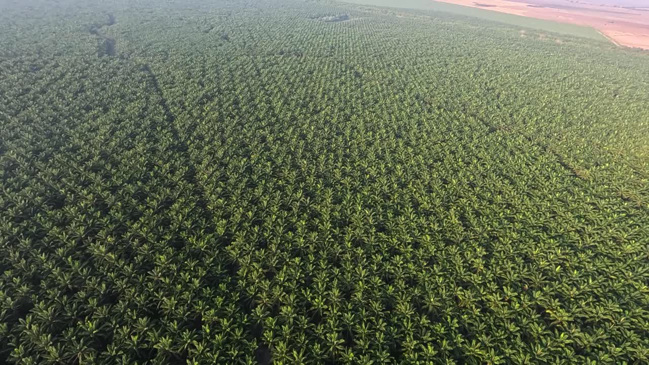 헬리터 영상 과테말라의 바나나 농장