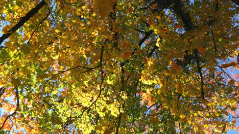 animación de varias hojas que caen sobre el árbol de otoño