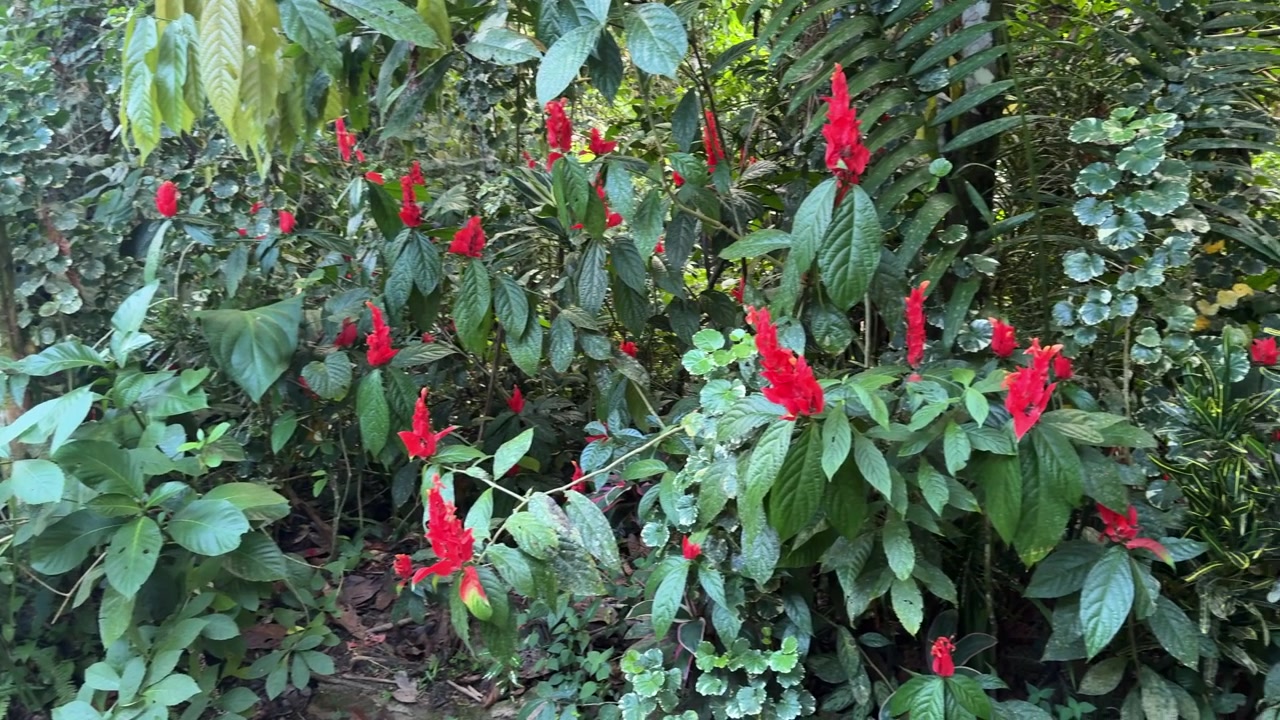 Fiori rosso vivo risaltano contro foglie verdi lussureggianti in una fitta giungla amazzonica. Ideale per documentari naturalistici o studi botanici.