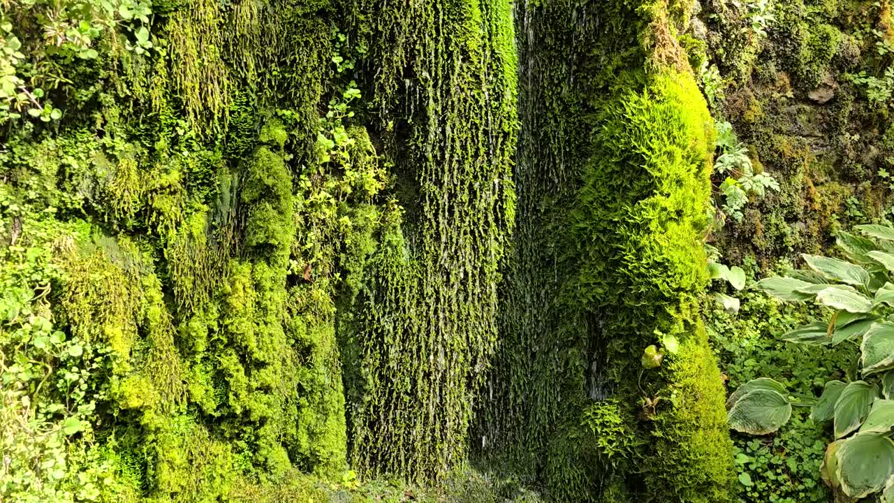 A green moss covered wall with water dripping down it into a water trough, in a shady corner of an English country house garden. Slow pan down