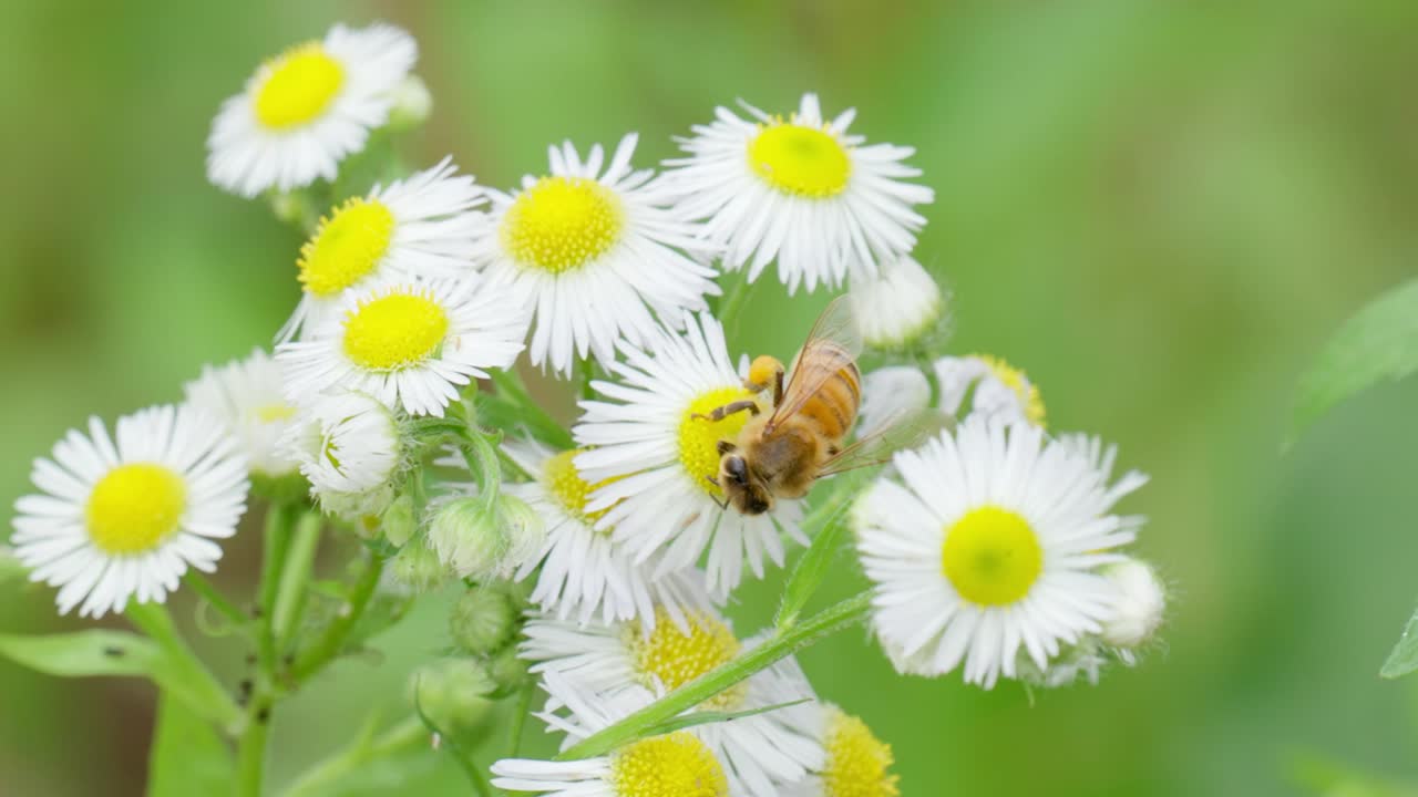 Un'ape operaia con cesti di polline sulle zampe raccoglie il polline da un fiore di camomilla