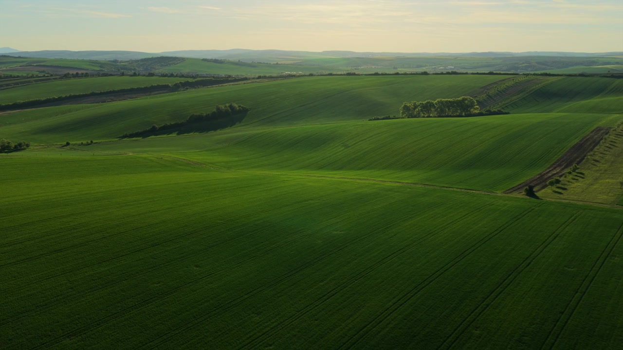Aerial drone view of expansive green rolling farmland with tree lines and small wooded patches under a wide open sky, Moravia, Czech Republic.