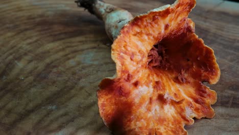 Woolly-Chanterelle--Mushroom-Rotation-High-Angle