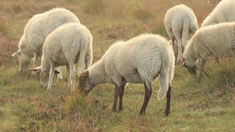 amanecer de la hora dorada con ovejas pastando en páramos de brezo y moviéndose a lo largo del campo lleno de gotas de rocío