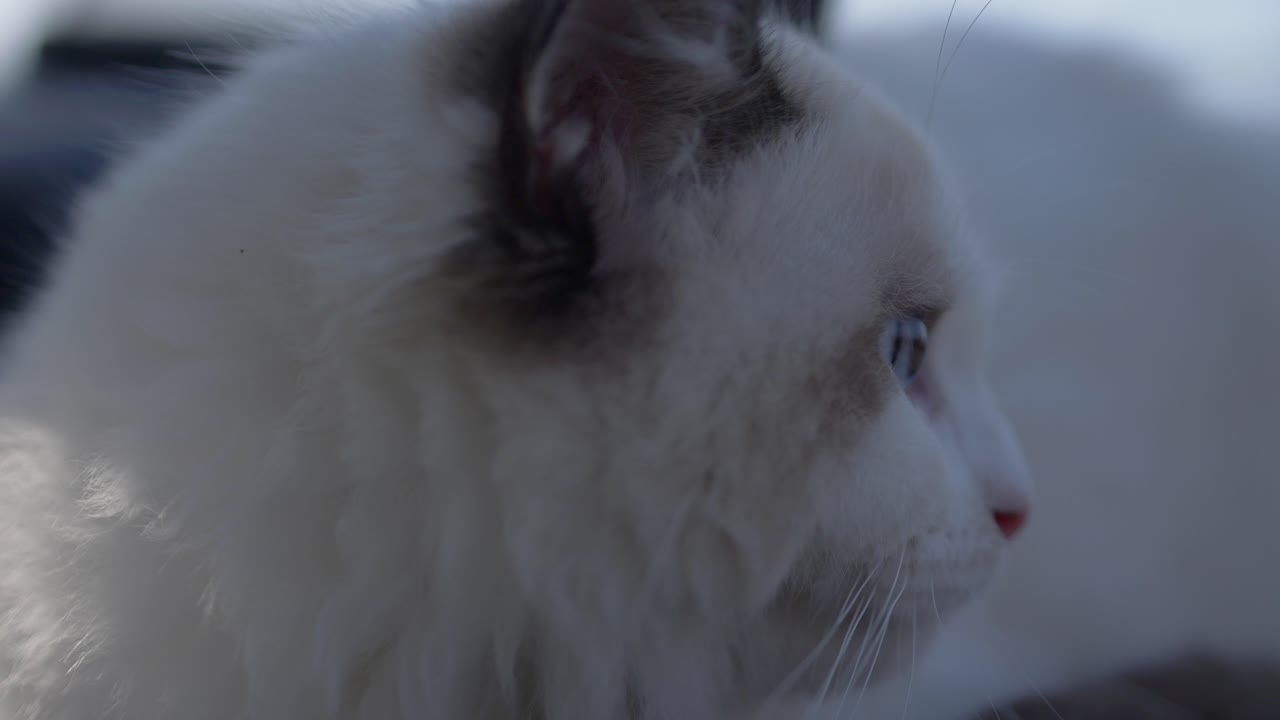 머리  ⁇   ⁇  고양이가 야외에서 그늘에 경고